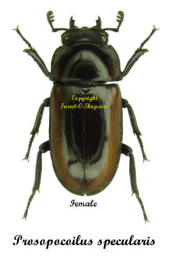 Prosopocoilus specularis