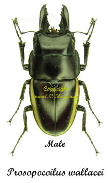 Prosopocoilus wallacei