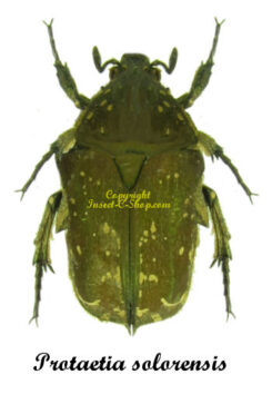 Protaetia solorensis