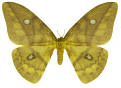 Pseudantheraea discrepans