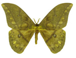 Pseudantheraea discrepans