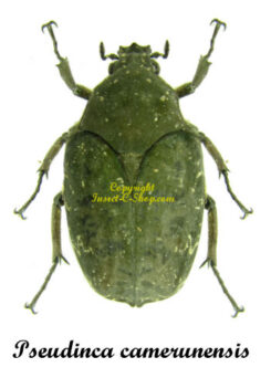 Pseudinca camerunensis
