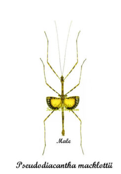Pseudodiacantha macklottii ( spread )