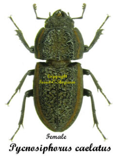 Pycnosiphorus caelatus