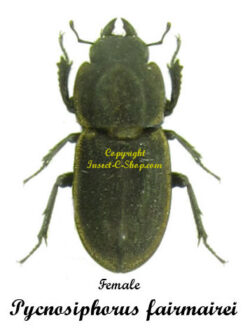 Pycnosiphorus fairmairei