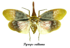 Pyrops sultanus ( spread )