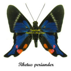 Rhetus periander
