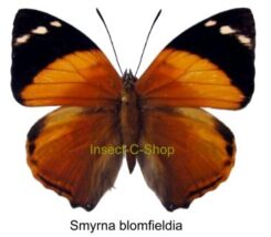 Smyrna blomfildia