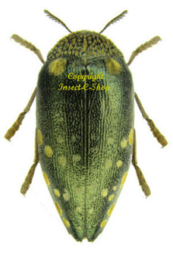 Sternocera castanea boucardii