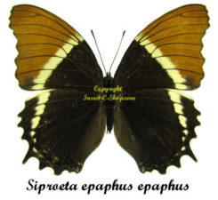 Siproeta epaphus epaphus