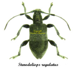 Stenodoliops regulatus