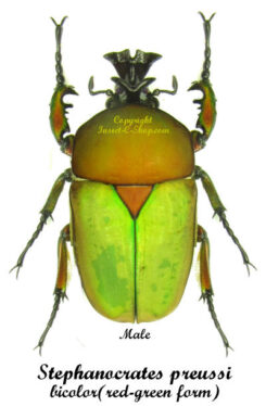 Stephanocrates preussi bicolor ( red-green )