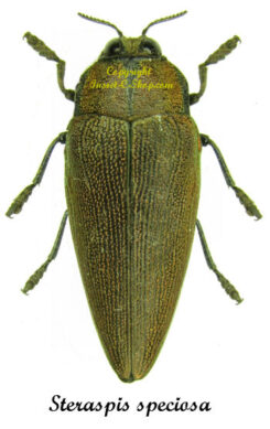 Steraspis speciosa ( Rouge )