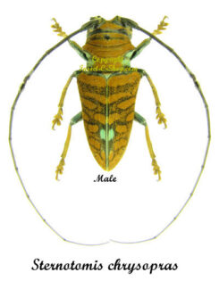 Sternotomis chrysopras