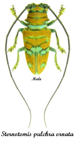 Sternotomis pulchra ornata ( pair )