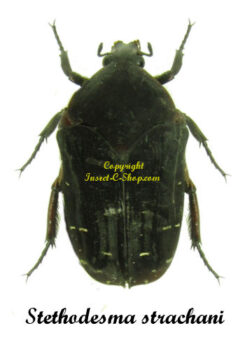 Stethodesma strachani ( black )