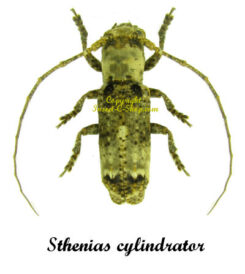 Sthenias cylindrator