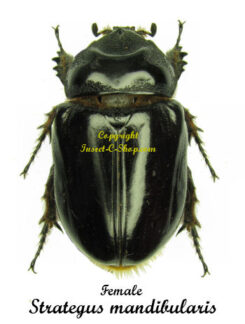 Strategus mandibularis