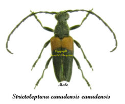 Strictoleptura canadensis canadensis