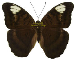 Tanaecia lupina howarthi