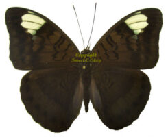 Tanaecia lupina howarthi