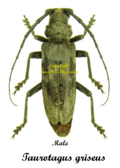 Taurotagus griseus