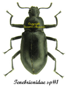 Tenebrionidae sp#1