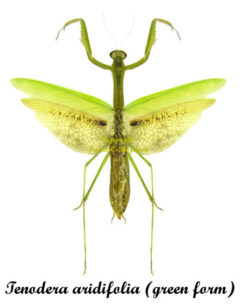 Tenodera aridifolia ( spread )