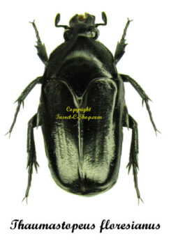 Thaumastopeus floresianus