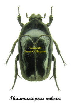 Thaumastopeus miksici