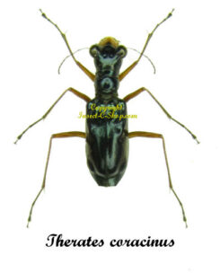Therates coracinus