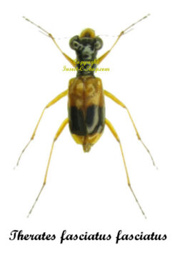 Therates fasciatus fasciatus