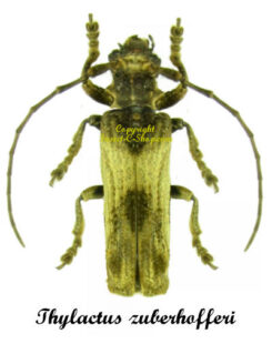 Thylactus zuberhofferi