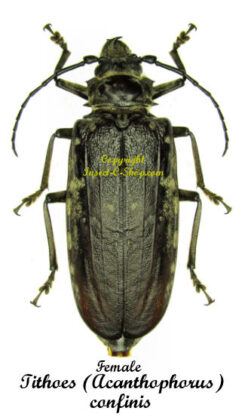 Tithoes ( Acanthophorus ) confinis