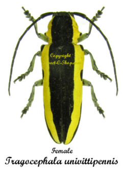Tragocephala univittipennis