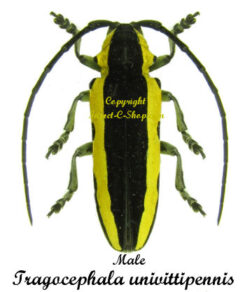 Tragocephala univittipennis