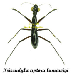 Tricondyla aptera lumawigi