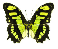 Victorina ( Siproeta ) stelenes
