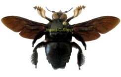 Xylocopa latipes ( spread )