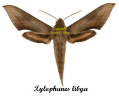 Xylophanes libya