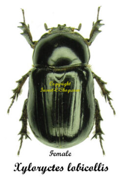 Xyloryctes lobicollis