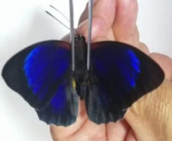HYBRID Agrias beata / Prepona praeneste