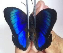 HYBRID Prepona omphale / Agrias beata