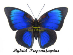 HYBRID Prepona laertes / Agrias beata stuarti