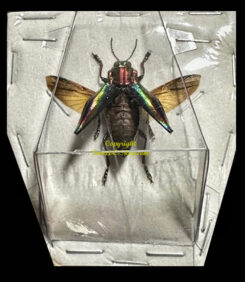 Cyphogastra javanica ( spread )