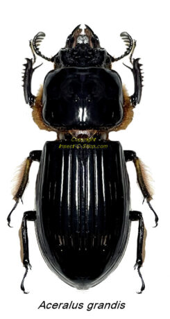 Aceraius grandis ( large )
