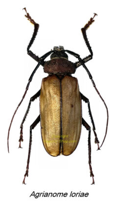 Agrianome loriae