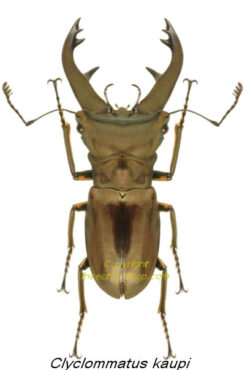 Cyclommatus kaupi