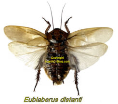 Eublaberus distanti ( spread )