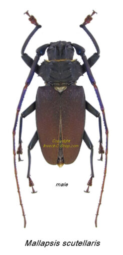 Mallapsis scutellaris